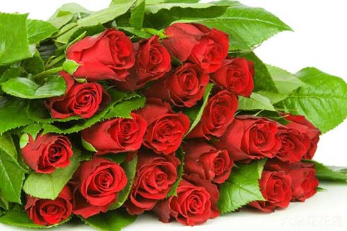 11朵红玫瑰的花语是什么？代表什么意思？