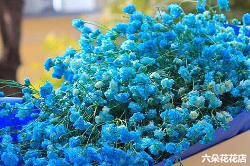 蓝色满天星的花语是什么 六朵花