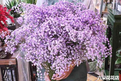 紫色满天星的花语是什么 六朵花