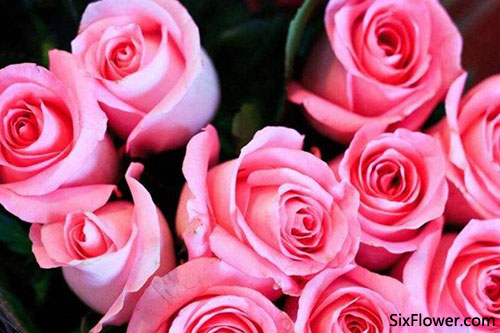 31朵玫瑰花的花语是什么 31朵玫瑰代表什么意思 六朵花