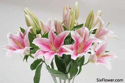 10支百合花的花语是什么 10支百合代表什么意思 六朵花