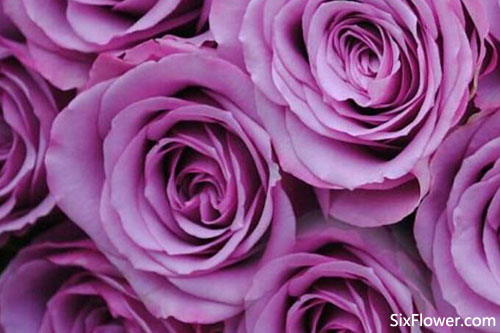 29朵紫玫瑰的花语是什么 29朵紫玫瑰代表什么意思 六朵花