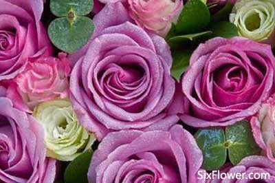 19朵紫玫瑰花束的图片