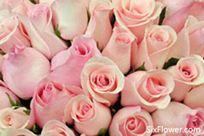 圣诞节19朵玫瑰花推荐，祝福爱情天长地久！