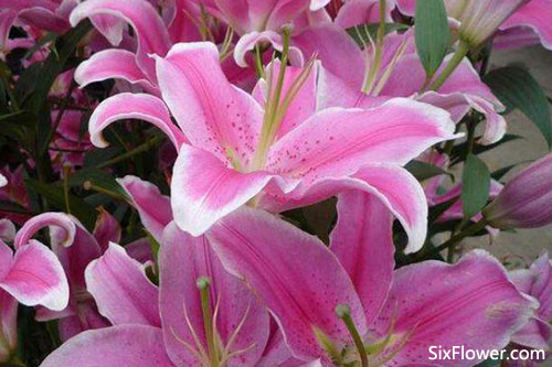 粉百合的花语是什么 代表什么意思 六朵花