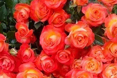 不同颜色的玫瑰花代表什么含义