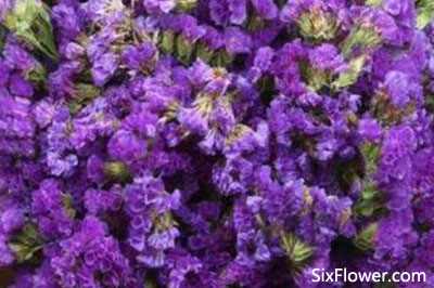 紫色勿忘我的花语是什么 六朵花