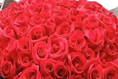 七夕节向女朋友求婚送什么花？来看看这些花吧，祝福你求婚成功！