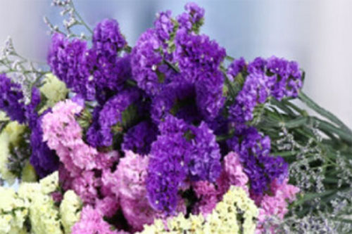 紫色康乃馨的花语是什么 六朵花