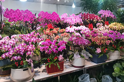 春节哪种花最畅销呢？春节的花当然要符合春节的氛围！