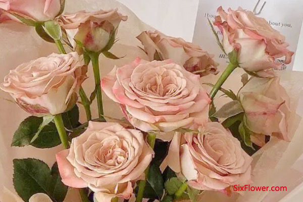 卡布奇洛玫瑰花束如何搭配好？
