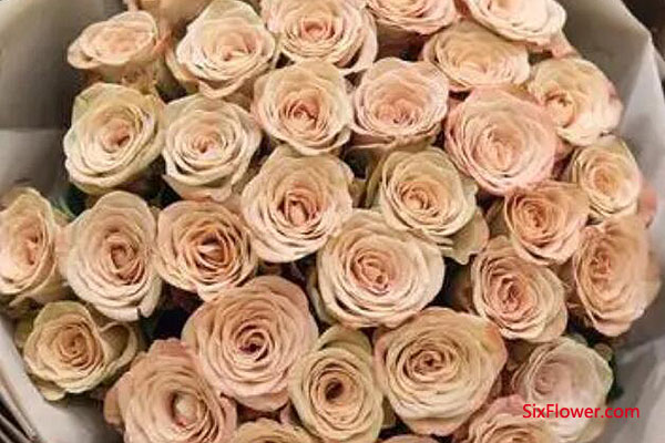冬天里的第一束花，今天给大家推荐卡布奇洛玫瑰！