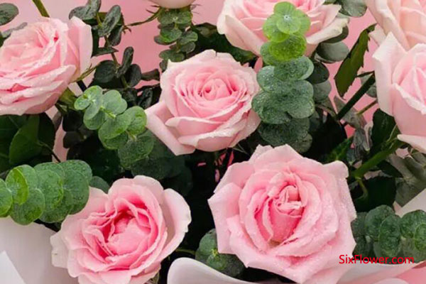 女同事生日能送粉玫瑰吗？