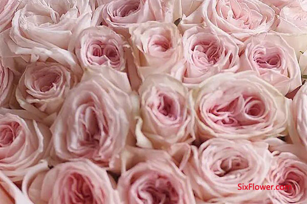 女同事生日能送粉玫瑰吗？