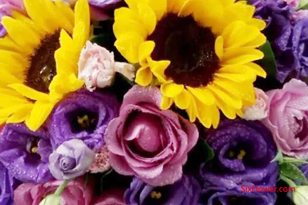 紫玫瑰和向日葵搭配的图片