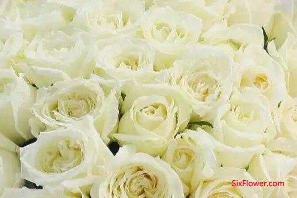 情人节送33朵白玫瑰代表什么意思？