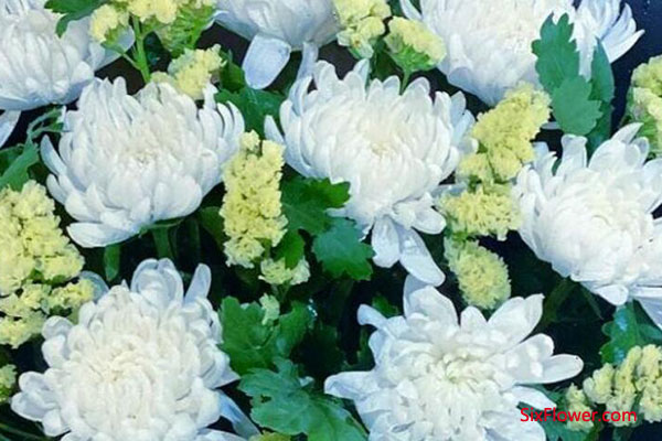 清明节是送白色菊花还是黄色菊花好？