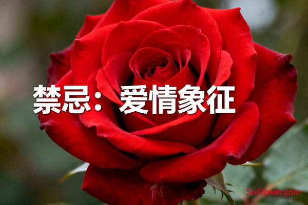 头号禁忌:红玫瑰