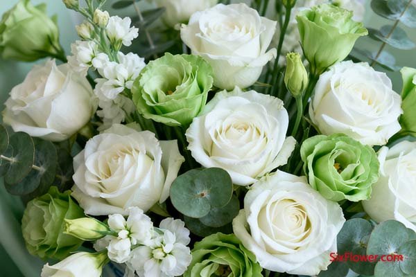 白玫瑰 + 绿色桔梗