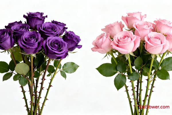 紫玫瑰和粉玫瑰哪种花适合送女朋友?