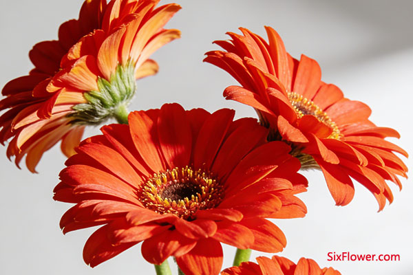 为何扶郎花适合长辈?