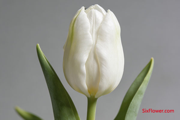 白色郁金香:未被世俗惊扰的童话