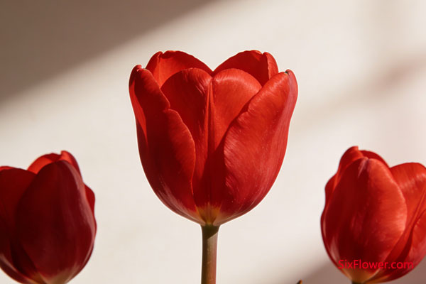 ��������ף�һĨ��ɫ����Ե