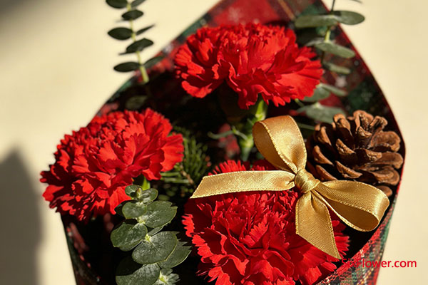 康乃馨——永恒的母愛之花