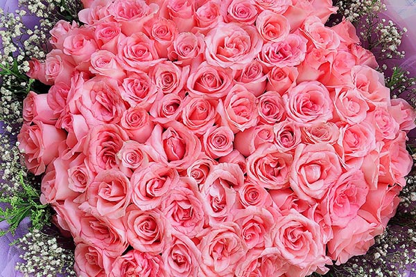 第一次送花给女孩是选择粉玫瑰还是红玫瑰好？