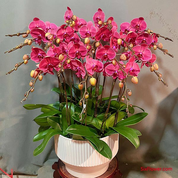 ������Ԣ����Զ