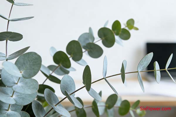 �ȼ���Ҷ������Ҷ