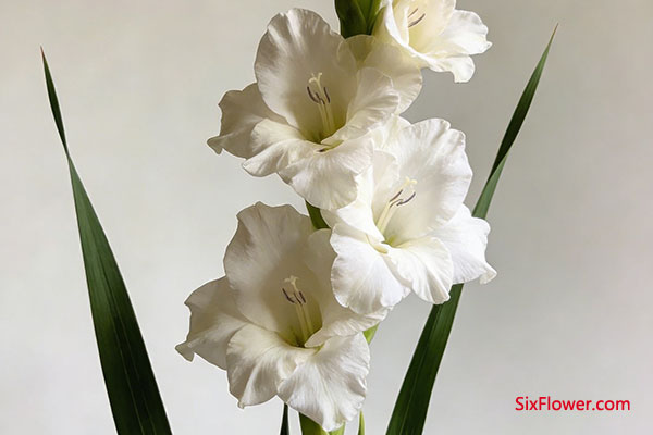 �����Ļ�����ʲô