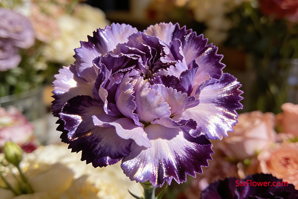 �Ͼ��鿵��ܰ�Ӿ��ϵĶ�������