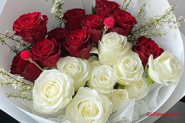 红玫瑰 + 白玫瑰