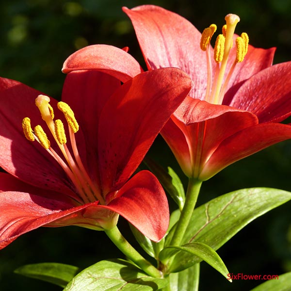 ׷����̬��ɫ�ʵ�˫���������ɫС�ٺ�