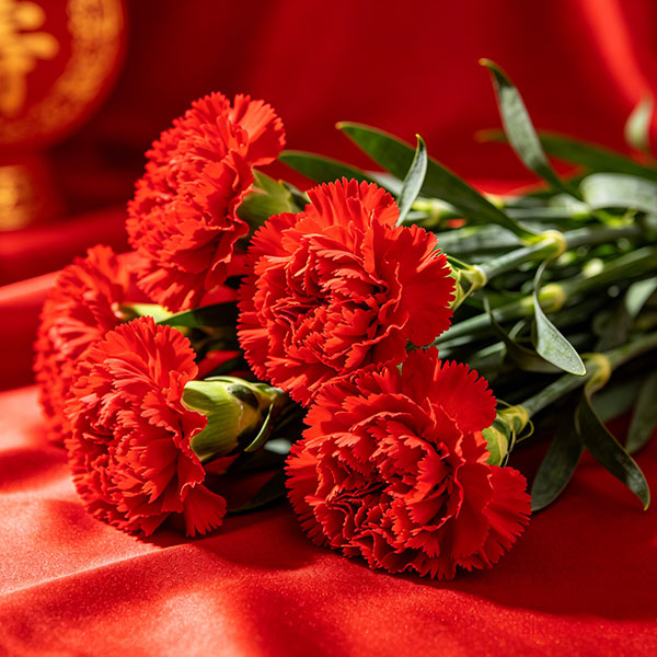 红色康乃馨：致敬活力与福寿，适合传统喜庆场合
