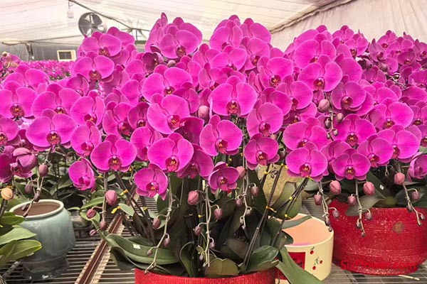 Ϊ�κ����������Ź���