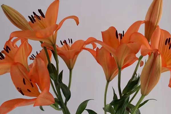 橙色百合的花语是什么 六朵花