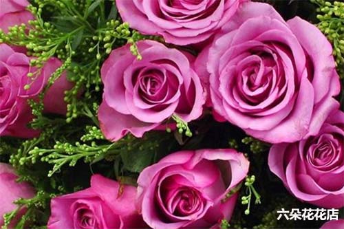 冷美人玫瑰的花语是什么 冷美人紫玫瑰适合送给谁呢 六朵花