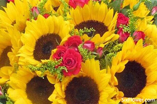 给女朋友送向日葵代表什么意思 六朵花