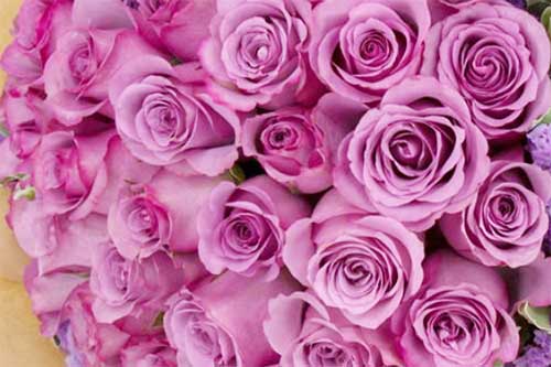 紫玫瑰和粉玫瑰的区别是什么 六朵花