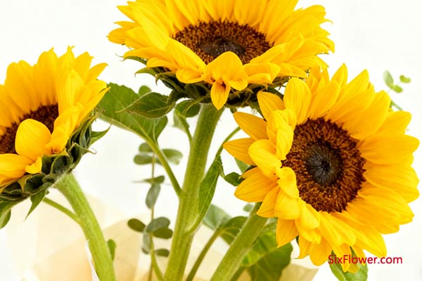 向日葵 —— 信念之光,鼓舞之源