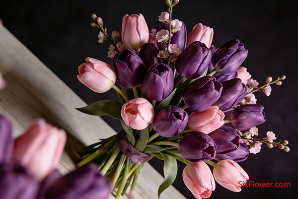 ����������ɫ������������