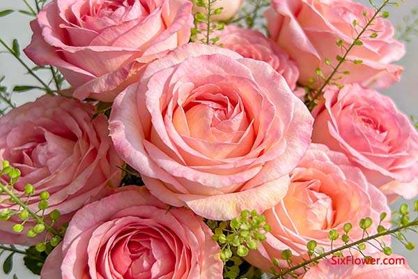 ��õ�壺�������������л