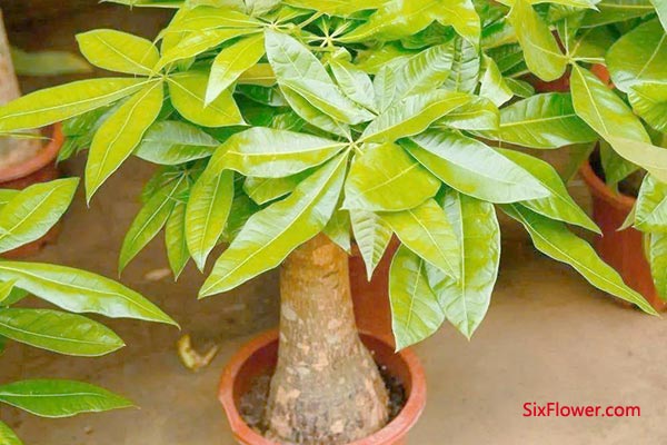 发财树(招财树)