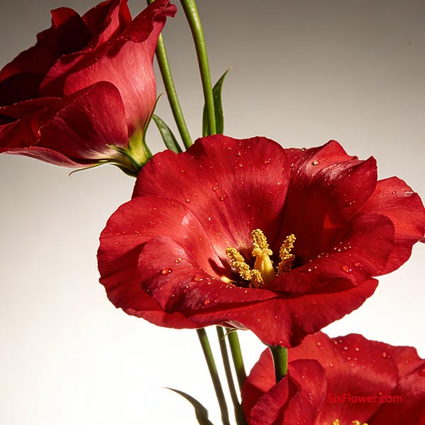 ���쾫���ʸ��볬����������ɫ��۹�