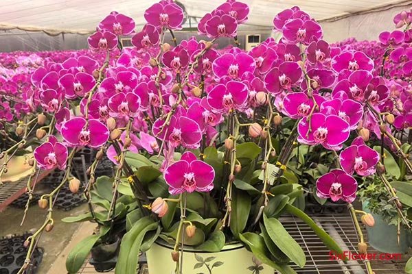 Ԣ���봺�ڵ���������