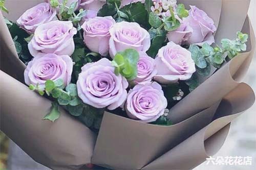 紫玫瑰和粉玫瑰的区别是什么 六朵花