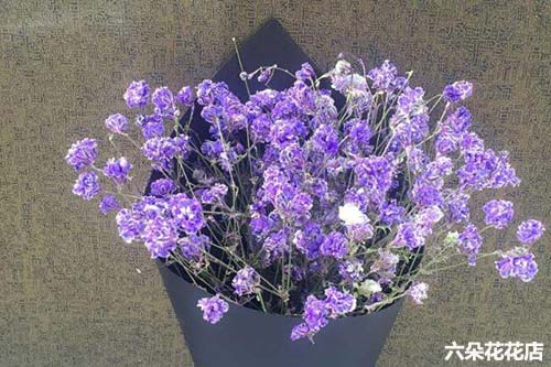紫色满天星的花语是什么 六朵花