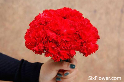 母亲节送花之红色系列鲜花推荐 祝福母亲永远健康长寿 六朵花